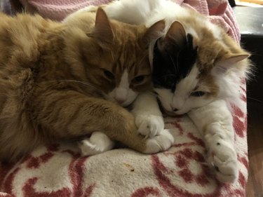 Two cats are cats cuddling with their paws overlapping.