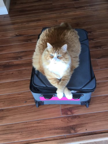 A cat has their legs crossed on a suitcase.