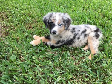 A cute Australian shepherd puppy has their front legs crossed while lounging in the grass.
