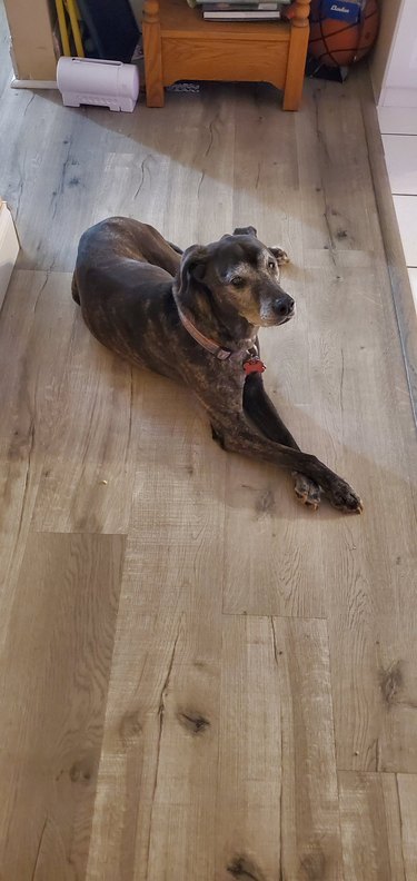 A dog is crossing their paws while on a hardwood floor.