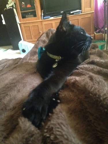 A black cat is crossing their legs.