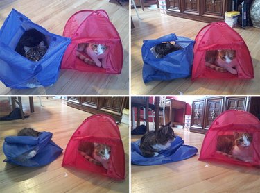 Cat sitting on top of a tent