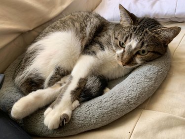 A cat has their legs crossed while on a gray cat bed.