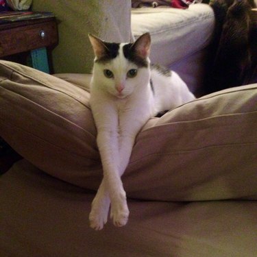 A black and white cat is leaning over a couch with their paws crossed over the pillows.