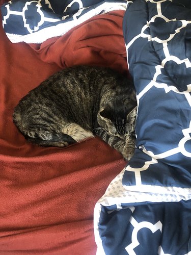 A sleepy cat is crossing their paws while on a bed.