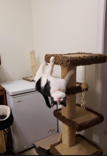 Cat hanging upside down from a cat tree