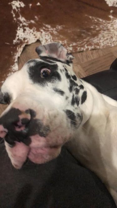 24 hilariously unflattering pictures of dogs