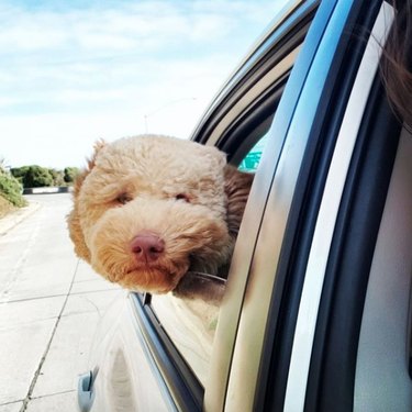 A poodle looking out a car window.