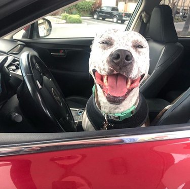 A happy pitbull is sitting in the driver's seat of a car.