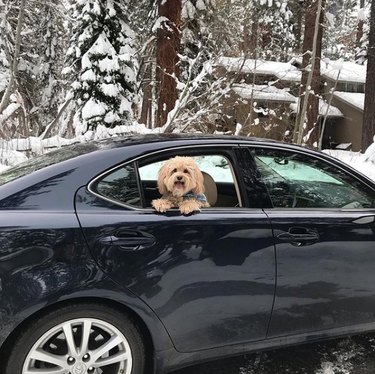 A dog is looking out the backseat of a car window in winter.