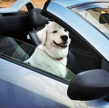 A dog is sitting in the front seat of a convertible.