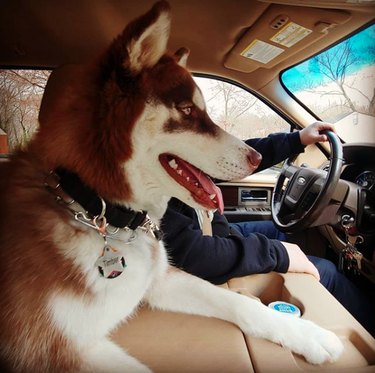 A husky is sitting in the middle of the car.