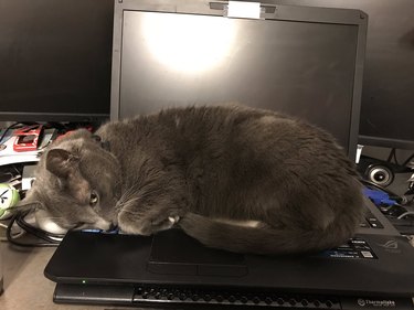 cat naps on open laptop