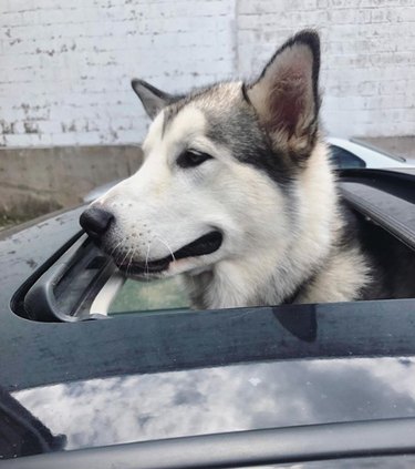 A malamute is looking out of a sunroof of a car.