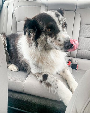 dog sitting in backseat with tongue out