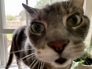 cat interrupts college class on Zoom