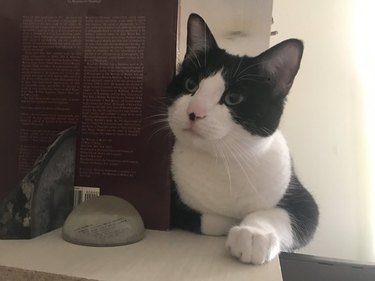 cat peeks into Zoom video conference