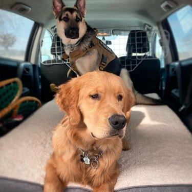 Two dogs are in the bed of a truck.