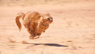 cat running fast