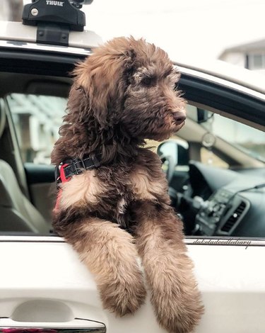 A brown doodle is hanging out the passenger side of car.