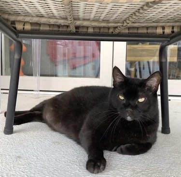 black cat chilling under chair