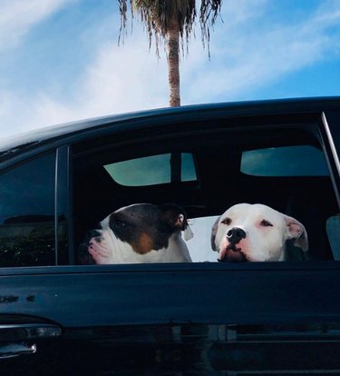 Two dogs are looking out a car window.