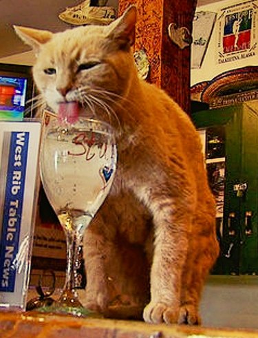 Stubbs the mayor cat drinking water from a wine glass