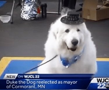 Duke the mayor dog wearing a top hat