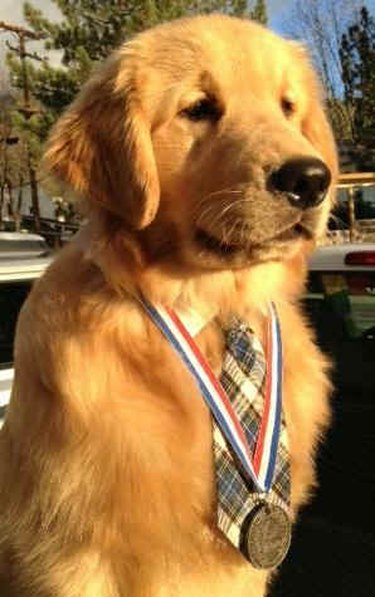 Max II the mayor dog wearing a medal