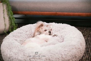 small dog lying on fluffy bed