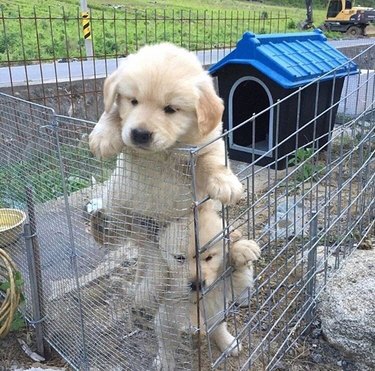 Golden retriever puppies attempting to escape mesh enclosure.