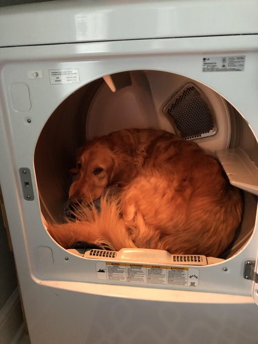 Golden retriever curled up in a clothes dryer.
