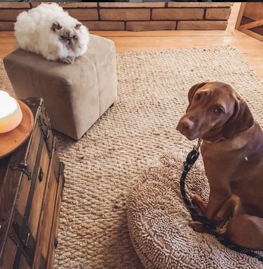 Dog looks sad and guilty while poofy cat looks down on him