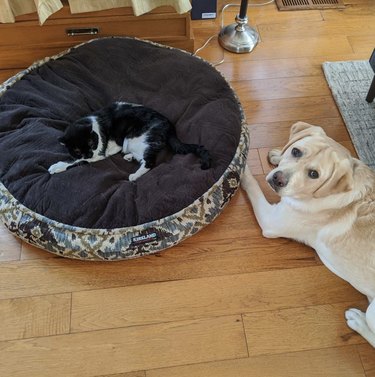 Sad dog being ignored by cat who stole his bed