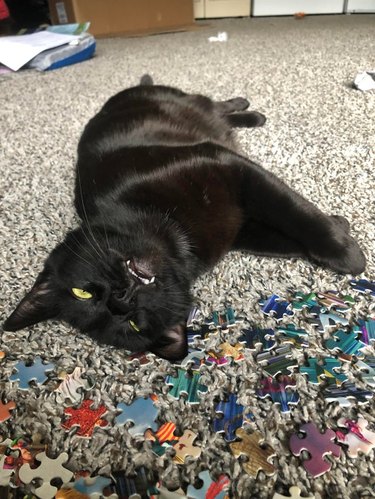 Cat with a jigsaw puzzle.
