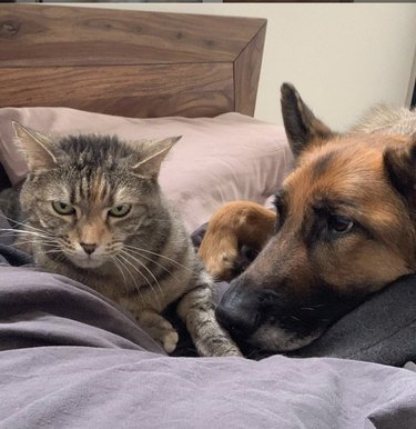 Dog looks lovingly at angry, mean cat