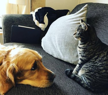 Sad dog makes puppy eyes at stoic cat