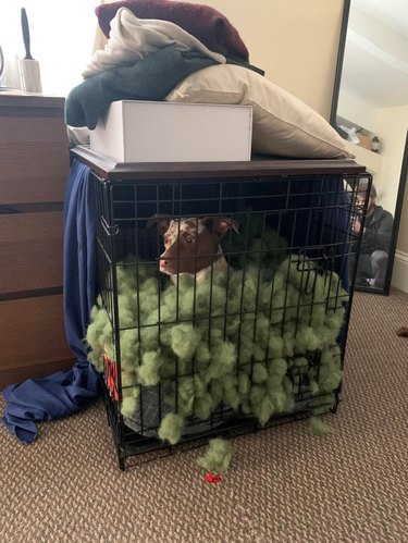 Dog in crate filled with pillow stuffing.