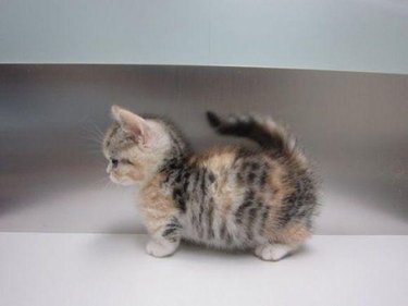 Chubby kitten