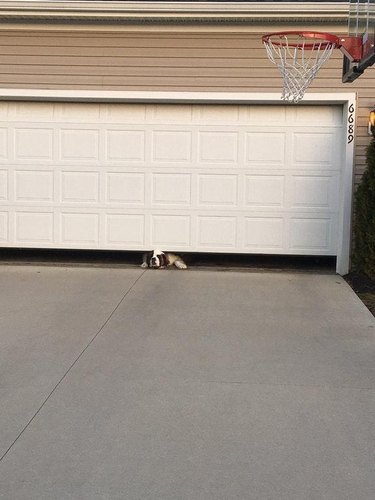 Dog trying to squeeze out from under garage door.