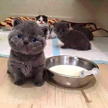 Tiny baby kittens