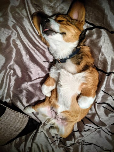 Corgi sleeping on its back with its tongue poking out