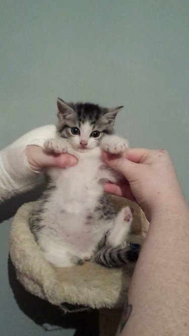 Tiny chubby baby tabby