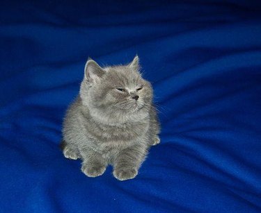 Super chubby grey kitten