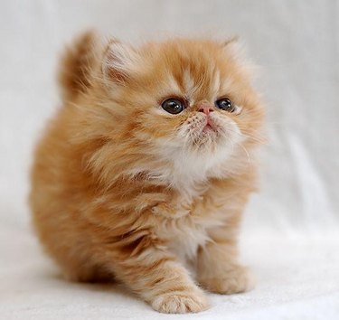 Chubby and fluffy kitten