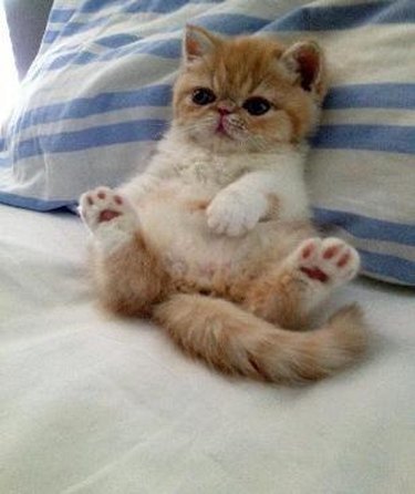 Kitten sitting up