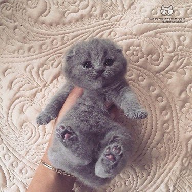 Scottish Fold kitten