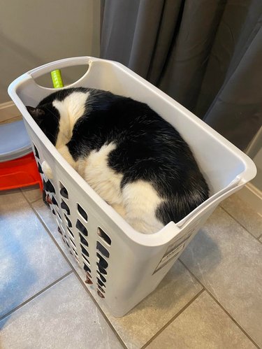 Cat curled up in a laundry basket.