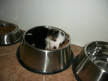 Puppy curled up in food bowl.