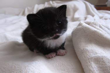 Chubby little kitten